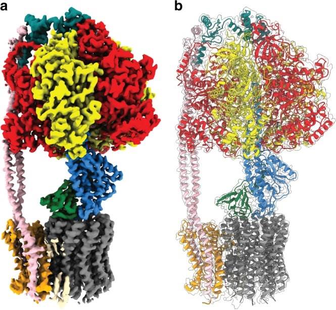 Cryo-EM map and atomic model of E. coli F1Fo ATP synthase.